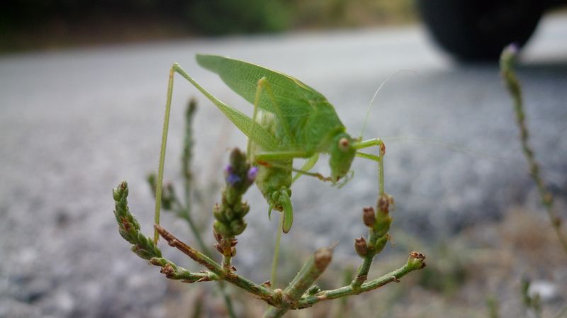 id della Grecia - Phaneroptera nana